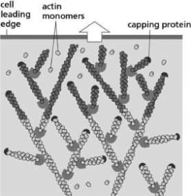 Figure 17-31 shows the leading edge of a lamellipodium.Which of the following statements is FALSE?   Figure 17-31 A) Nucleation of new filaments near the leading edge pushes the plasma membrane forward. B) ARP proteins nucleate the branched actin filaments in the lamellipodium. C) Capping proteins bind to the minus end of actin filaments. D) There is more ATP-bound actin at the leading edge than in the actin filaments away from the leading edge.