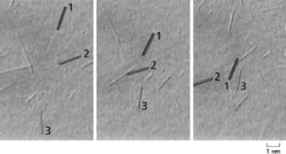 Consider the in vitro motility assay using purified kinesin and purified polymerized microtubules shown in Figure 17-37.The three panels are images taken at 1-second intervals.In this figure, three microtubules have been numbered to make it easy to identify them.Which of the following statements about this assay is FALSE?   Figure 17-37 A) Kinesin molecules are attached by their tails to a glass slide. B) The microtubules used in this assay must be polymerized using conditions that stabilize tubule formation or else they would undergo dynamic instability. C) ATP must be added for this assay to work. D) Addition of the nonhydrolyzable ATP analog (AMP-PNP)  would cause the microtubules to move faster.