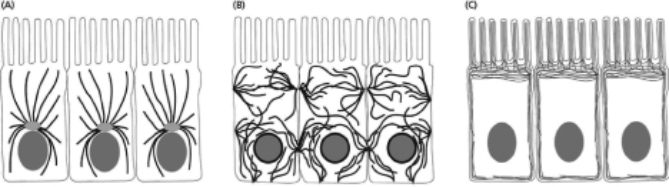 Your friend discovers a protein that she names EBP.EBP binds to microtubule plus ends, and she hypothesizes a role for EBP in increasing dynamic instability.To determine the function of EBP, she examines its effect on microtubules.She polymerizes microtubules from purified centrosomes in a Petri plate and determines the number of shrinking microtubules over a three-minute time interval for different concentrations of EBP.The data she obtained are shown in Figure 17-8.   Figure 17-8 Is this result consistent with her hypothesis? Explain.<div style=padding-top: 35px> 