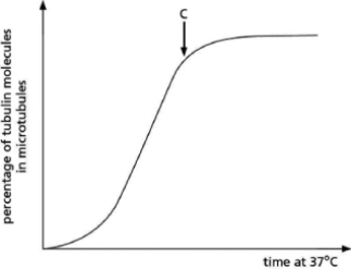 The graph in Figure 17-10 shows the time course of the polymerization of pure tubulin in vitro.You can assume that the starting concentration of free tubulin is much higher than it is in cells.    Figure 17-10 A.Explain the reason for the initial lag in the rate of microtubule formation. B.Why does the curve level out after point C?