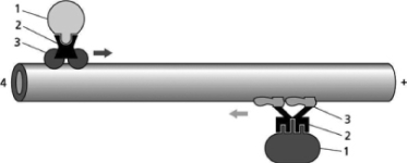 Match the following labels to the numbered lines on Figure 17-12.    Figure 17-12 A.minus end of microtubule B.tail of motor protein C.cargo of motor protein D.head of motor protein Which of the two motors in Figure 17-12 is most probably a kinesin? Explain your answer.