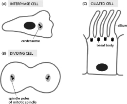 In the three cell outlines in Figure 17-62, indicate the arrangement of the microtubules, showing clearly their free and attached ends.On each figure, indicate the plus end for one of the microtubules.   Figure 17-19<div style=padding-top: 35px> 