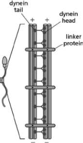 Figure 17-21 shows two isolated outer-doublet microtubules from a eukaryotic flagellum with their associated dynein molecules.    Figure 17-21 A.Sketch what will happen to this structure if it is supplied with ATP. B.Sketch what will happen to this structure if the linking proteins are removed and it is supplied with ATP. C.In a complete flagellum, what would happen if all the dynein molecules were active at the same time?