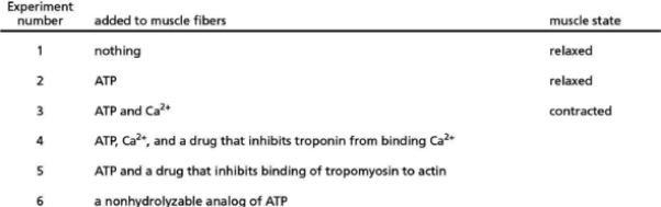 You isolate some muscle fibers to examine what regulates muscle contraction.When you bathe the muscle fibers in a solution containing ATP and Ca<sup>2</sup><sup>+</sup>, you see muscle contraction (experiment 3 in Table 17-22).Ca<sup>2</sup><sup>+</sup> is necessary, as solutions containing ATP alone or nothing do not stimulate contraction and thus the muscle remains in a relaxed state (experiments 1 and 2 in Table 17-22).From what you know about the mechanism of muscle contraction, fill in your predictions of whether the muscle will be contracted or relaxed for experiments 4, 5, and 6.Explain your answers.   Table 17-22 Extra credit: In what state would the muscle be if you added Ca<sup>2</sup><sup>+</sup> but no ATP?<div style=padding-top: 35px> 