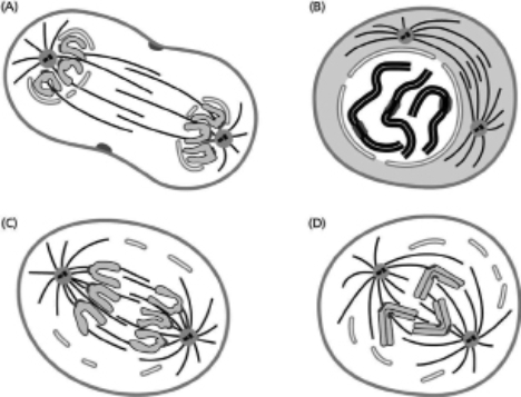 Which stage of mitosis in an animal cell does each part of Figure 18-9 represent?    Figure 18-9