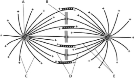 Before a cell can enter M phase, two structures from Figure 18-12 must be duplicated.Write the letters corresponding to the lines pointing to these structures, and write the names of the structures next to the letters.    Figure 18-12
