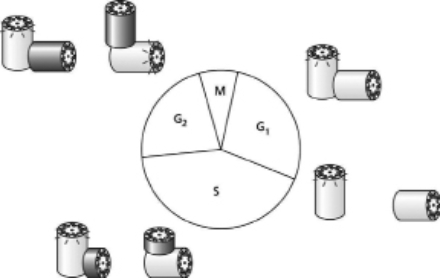Examine the schematic representation of centrosome duplication in Figure 18-13.By analogy with DNA replication, would you classify centrosome duplication as conservative or semiconservative? Explain your answer.    Figure 18-13