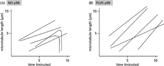 You have discovered a new protein that regulates microtubule dynamics.First, you isolated proteins from a cellular extract that bound to a tubulin affinity column.You then separated the proteins from each other by loading the mixture of proteins on an ion-exchange column, eluting the column with increasing salt concentration, and collecting small fractions of protein as they dripped from the column.To test whether each fraction contained microtubule regulators, you mixed it with fluorescent tubulin and purified centrosomes, and then analyzed the reaction microscopically to measure the size of the astral microtubules formed.You found that fractions 8, 9, and 10 promoted the formation of unusually long astral microtubules.Because electrophoretic separation of the fractions on a gel revealed a plentiful protein with an apparent molecular mass of 98 kD, you named the protein p98. A.Propose two ways in which p98 might change the dynamic behavior of microtubules to account for the observed change in microtubule length.(Hint: There are four simple possible mechanisms.) B.Video microscopy of fluorescent tubulin in reactions with purified centrosomes allowed you to follow the behavior of individual microtubules over time.You graphed the changes in microtubule length in the absence (Figure 18-19A) and presence (Figure 18-19B) of p98.Five representative microtubules are shown for each condition.Does p98 alter the rate of microtubule growth or shrinkage? Does p98 alter the frequency of catastrophes (a sudden and rapid decline in microtubule length) or rescues (when a microtubule switches from shrinking to growing)? Explain your answers. C.After demonstrating the consequences of p98 addition on microtubule dynamics in vitro with the use of purified components, you want to determine whether the protein has the same effects in a complex cellular extract that naturally contains p98.You remove the p98 protein from an extract of Xenopous eggs in mitosis by using antibodies that specifically recognize p98.The p98-depleted extract is then mixed with sperm nuclei, centrosomes, and fluorescent tubulin.How would you expect the microtubules to behave?   Figure 18-19<div style=padding-top: 35px> 