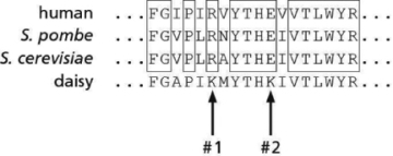 Your friend is intrigued by Cdks and purifies Cdk from the daisy plant.She is able to determine the sequence of 18 amino acids from the daisy Cdk protein.Using these data, she aligns the daisy Cdk sequence with one human Cdk protein and the Cdk proteins from two different kinds of yeast, as shown in Figure 18-25.Sequences identical between the human and fungal proteins have been boxed.    Figure 18-25 Such conserved amino acid sequences are often involved in protein-protein interactions.Indeed, the threonine (T) in the central  YTHE  block is known to be phosphorylated by a kinase that activates Cdks in human and yeast.The surrounding conserved sequences could thus be important for the interaction of this Cdk-activating kinase with Cdk.In the daisy Cdk, however, not all of the amino acids in these conserved blocks match the sequences from yeast and human, as indicated by the arrows marked #1 and #2. A.When you replace the S.cerevisiae (budding yeast) Cdk with the daisy Cdk, you discover the daisy Cdk does not interact with the Cdk-activating kinase inside the yeast cell.Circle the amino acid in the daisy Cdk that is likely to be the most disruptive to its interaction with Cdk-activating kinase.Explain. B.Based on the information in Figure 18-25 and what you know about the Cdk1-Cdk-activating kinase interaction, would you predict that the human Cdk will interact with yeast Cdk-activating kinase? Explain.
