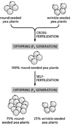 Figure 19-24 diagrams one of Mendel's experiments using the round and wrinkled seed traits.   Figure 19-24 Which of the following could be considered a true-breeding strain for the seed-shape phenotype? A) all of the round-seeded plants produced in the F<sub>2</sub> generation B) all of the wrinkle-seeded plants produced in the F<sub>2</sub> generation C) all of the round-seeded plants produced in the F<sub>1</sub> generation D) half of the round-seeded plants produced in the F<sub>2</sub> generation