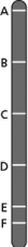 With respect to gene E on the chromosome drawn in Figure 19-14, which gene is least likely to behave according to Mendel's law of independent assortment? Explain your answer.    Figure 19-14