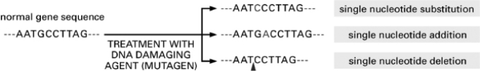 Conditional alleles are mutant gene versions encoding proteins that can function normally at the permissive condition but are defective at the restrictive condition.One commonly used condition is temperature.Conditional alleles are especially useful to geneticists because they permit the study of essential genes.At the permissive temperature, the organism lives normally.When the organism is shifted to the nonpermissive temperature, the effect of inactivating the gene can be studied.Which of the three types of mutation shown in Figure 19-19 is most likely to lead to a conditional allele? Explain your answer.    Figure 19-19