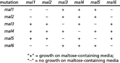 You are studying a diploid yeast strain that normally uses glucose as an energy source but can use maltose when no glucose is present.You are interested in understanding how this yeast strain metabolizes maltose as an alternative energy source.You isolate the genes involved in maltose metabolism by screening for yeast that cannot grow when maltose is the sole energy source.You find six different mutants, all of which are recessive, and name these alleles mal1, mal2, mal3, mal4, mal5, and mal6.Next, you isolate gametes from the homozygous diploid mutant yeast strains and perform crosses between the different strains to do complementation analysis, because you wish to determine whether the mutations are likely to affect the same or different genes.Your results are shown in Table 19-20.   Table 19-20 In how many genes are you likely to have isolated mutations? Which alleles seem to affect the same genes? Explain your answer.<div style=padding-top: 35px> 