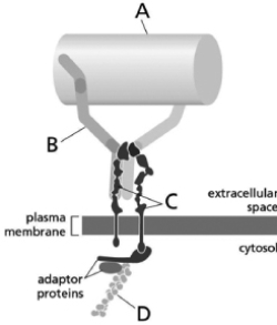 Match each protein with the correct label in Figure 20-1.   Figure 20-1 -fibronectin