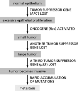 Figure 20-17 shows a sequence of mutations that might underlie the development of colorectal cancer.Explain why the loss of p53 is advantageous to cancerous cells.    Figure 20-17