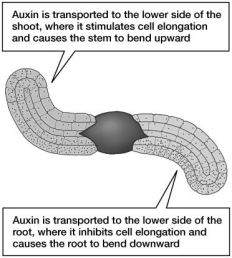 What phenomenon is illustrated in this figure? A) gravitropism B) phototropism C) thigmotropism D) apical dominance
