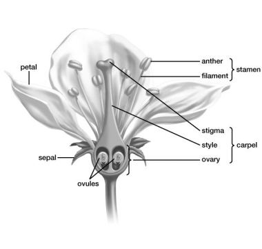 Based on the green, leaflike sepals in the flower shown in this figure and on the other visible characteristics, this flower is a:   A) complete monocot flower. B) complete dicot flower. C) incomplete monocot flower. D) incomplete dicot flower.