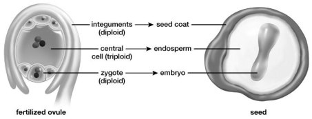 Based on this figure, the ________ must have contained two nuclei before fertilization.   A) central cell B) integument cell C) zygote D) embryo