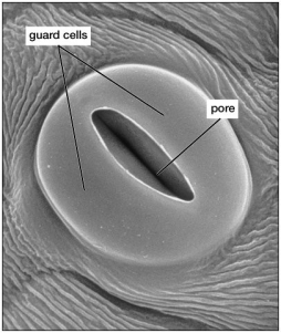 The guard cells shown in this figure have:   A) accumulated potassium ions. B) lost potassium ions. C) eliminated all potassium ions. D) lost most of their water.