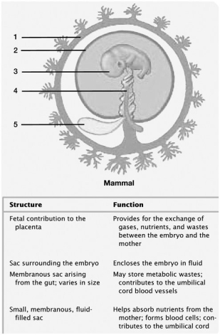   -The structure labeled 2 is the: A) chorion. B) amnion. C) embryo. D) allantois. E) yolk sac.