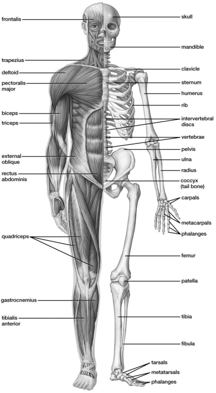 Based on this figure, the ________ inserts into the humerus.   A) rectus abdominus B) quadriceps C) gastrocnemius D) coccyx E) deltoid