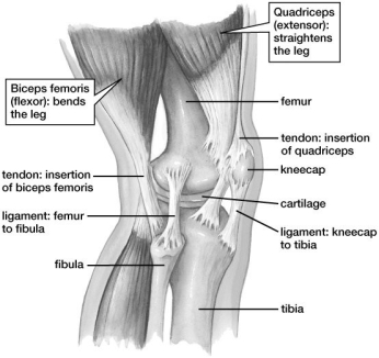 Based on this figure, the ________ bends the leg backfor example, when crouching.   A) quadriceps B) biceps femoris C) tibia D) fibula