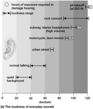 Based on this figure, which of the following would produce the largest receptor potential and probably do the most damage to hair cells?   A) urban street sounds B) a running lawn mower C) subway noise D) headphones, set at high volume E) a rock concert