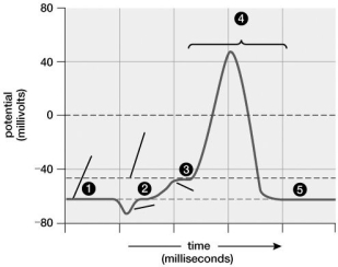   -In the graph, ________ indicates the action potential. A) 1 B) 2 C) 3 D) 4 E) 5