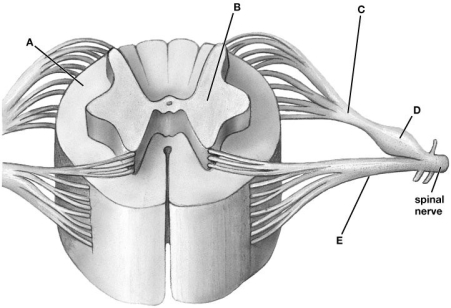   -Section A of the spinal cord contains: A) myelinated axons of the white matter. B) axons of sensory nerves. C) cell bodies of sensory nerves. D) axons of motor nerves. E) cell bodies of the interneurons.
