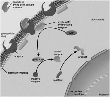 What type of hormone mechanism is illustrated in the figure?   A) a negative feedback loop B) a positive feedback loop C) a second messenger system D) direct hormonal stimulation of the nucleus E) reactions at the gap junction