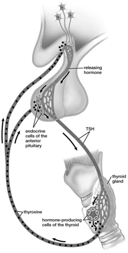 The hormone interaction shown in the figure is an example of:   A) a negative feedback loop. B) a positive feedback loop. C) transmission at a gap junction. D) the effects of endocrine disruptors. E) diabetes mellitus.