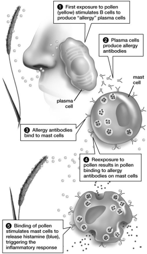 As shown in this figure, upon reexposure to pollen, the pollen binds to:   A) histamine. B) T cells. C) antibodies on mast cells. D) free antibodies within the capillaries. E) plasma cells.