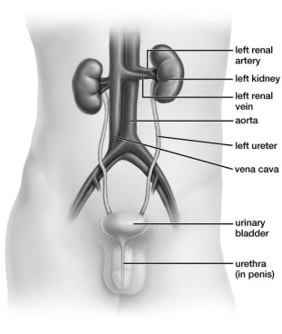 Based on this figure, what pathway is used during urinary catheterization, in which a tube is inserted into a patient in order to drain urine from the bladder?   A) from the left ureter into the urinary bladder B) from the vena cava into the urinary bladder C) from the urethra into the urinary bladder D) from the left renal artery into the urinary bladder
