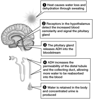 As deduced from this figure, what could result from localized brain damage to the pituitary gland?   A) complete loss of urination B) decreased ADH levels in the blood C) increased ADH levels in the blood D) extremely concentrated urine production E) increased permeability of the distal tubule