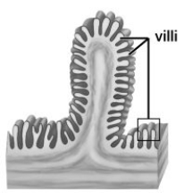 This figure shows the lining of the:   A) esophagus. B) stomach. C) small intestine. D) large intestine. E) pharynx.