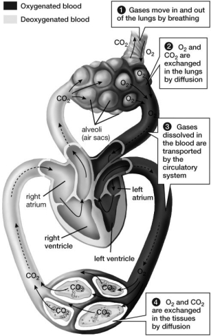 Based on this figure, which of the following contains the most oxygen?   A) blood entering the alveoli B) blood entering the left atrium C) blood leaving the right ventricle D) blood leaving the tissues