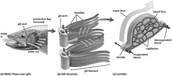 As shown in this figure, blood flow and water flow are:   A) in the same direction (concurrent) . B) in opposite directions (countercurrent) . C) not moving anywhere near the capillaries. D) perpendicular to the cross-section of the lamellae.