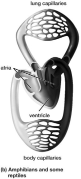 Based on this figure, which of the following is true?   A) Oxygenated and deoxygenated blood never mix. B) Oxygenated and deoxygenated blood mix in the ventricle. C) Oxygenated and deoxygenated blood mix in the atria. D) Deoxygenated blood enters the body capillaries after being pumped from the heart.