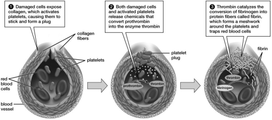 Based on this figure, which of the following occurs first?   A) fibrin production B) prothrombin conversion C) fibrinogen conversion