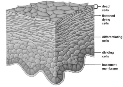   -The tissue in the photograph is an example of ________ tissue.   A) connective B) muscle C) nerve D) epithelial