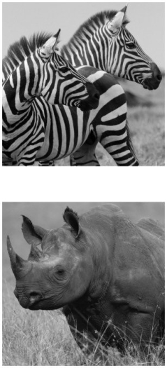 The animals shown in the photographs are found in which biome?   A) tropical rain forest B) savanna C) tallgrass prairie D) tundra E) taiga