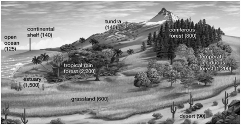 Based on the illustration, the most productive biome is the:   A) estuary. B) continental shelf. C) coniferous forest. D) tropical rain forest. E) grassland.