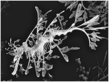 The seadragon in the illustration displays:   A) aggressive mimicry. B) warning coloration. C) camouflage. D) chemical defenses. E) startle coloration.