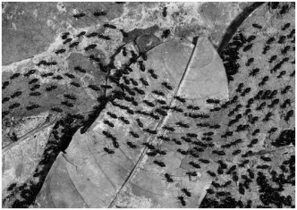The insects in the photograph are demonstrating ________ communication.   A) visual B) chemical C) vocal D) touch E) sound