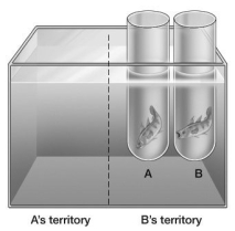 Sticklebacks are territorial. Based on the territories established, which fish in the illustration will assume submissive behavior?   A) Fish A will be submissive. B) Fish B will be submissive. C) Both fish A and fish B will be aggressive.