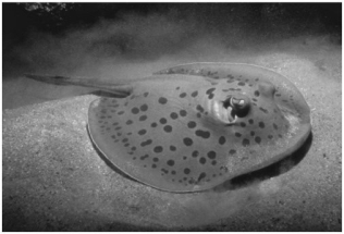 This animal has:   A) a cartilage skeleton. B) placental development. C) a pre-anal tail. D) hard-shelled eggs. E) bony spines within its fins.