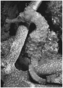 This animal is classified as a:   A) lamprey. B) tunicate. C) lobe-finned fish. D) ray-finned fish. E) monotreme.