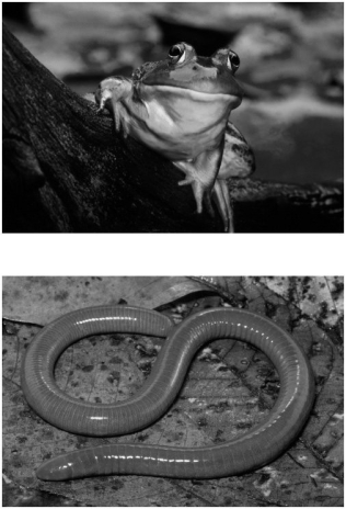 What characteristics place these animals in the same group?   A) moist skins, eggs with a jelly-like coating, lungs in their adult forms, and gas exchange through their skin B) internal fertilization, cartilaginous skeletons, and four-chambered hearts C) ventral nerve cords and gills in their adult forms D) shelled eggs, four-chambered hearts, and endothermic E) cartilaginous skeletons, placental development, and internal fertilization