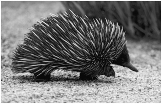 This animal is a:   A) reptile. B) tunicate. C) marsupial. D) placental mammal. E) monotreme.