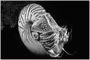 The organism shown here is a(n) :   A) annelid. B) fluke. C) cephalopod. D) gastropod. E) arachnid.